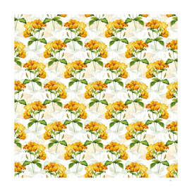 Vintage Lychnis Grandiflora Pattern on White