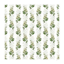 Vintage Germander Meadowsweet Pattern on White