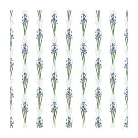 Vintage Blue Iris Botanical Pattern on White