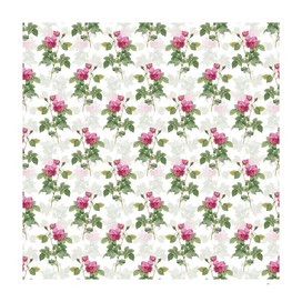 Vintage Pink Bourbon Roses Pattern on White