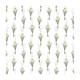 Vintage Lesser Wild Daffodil Pattern on White