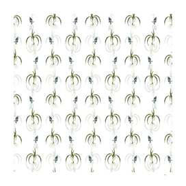 Vintage Common Bluebell Botanical Pattern on White