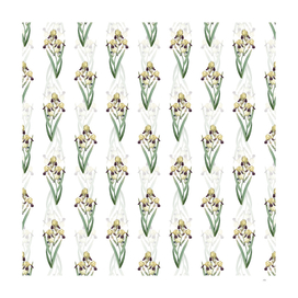 Vintage Elder Scented Iris Pattern on White