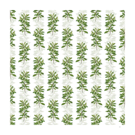 Vintage Firetree Branch Plant Pattern on White