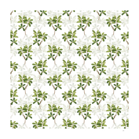 Vintage Northern Bayberry Pattern on White