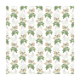 Vintage Short Styled Field Rose Pattern on White