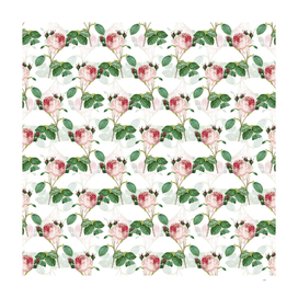 Vintage Centifolia Roses Pattern on White