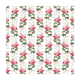 Vintage Duchess of Orleans Rose Pattern on White