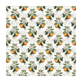 Vintage Bitter Orange Botanical Pattern on White
