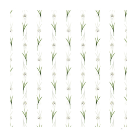 Vintage Ixia Maculata Botanical Pattern on White