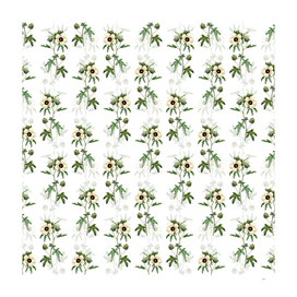 Vintage Venice Mallow Botanical Pattern on White
