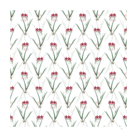 Vintage Gladiolus Cardinalis Pattern on White