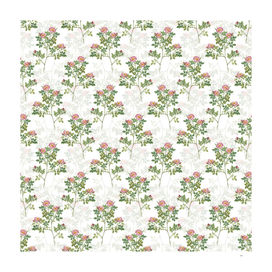 Vintage Rose Corymb Botanical Pattern on White