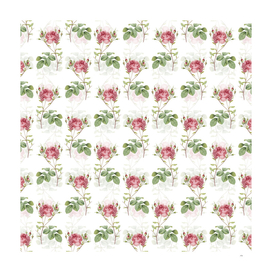 Vintage Pink Cumberland Rose Pattern on White