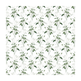 Vintage Maranta Arundinacea Pattern on White