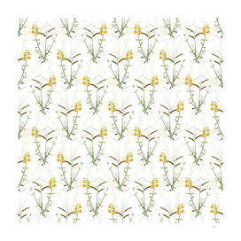 Vintage Spanish Broom Botanical Pattern on White