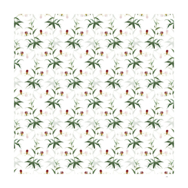 Vintage Flame Lily Botanical Pattern on White