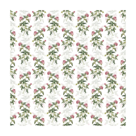Vintage Rose of the Hedges Pattern on White