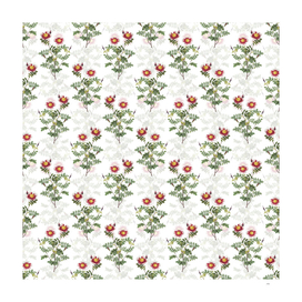 Vintage Variegated Burnet Rose Pattern on White