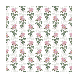 Vintage Tea Scented Roses Bloom Pattern on White