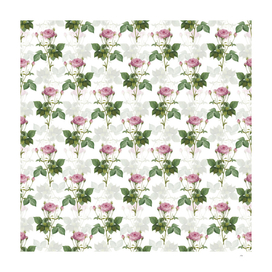 Vintage Pink French Roses Pattern on White