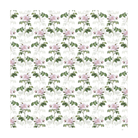Vintage Rosa Alba Botanical Pattern on White