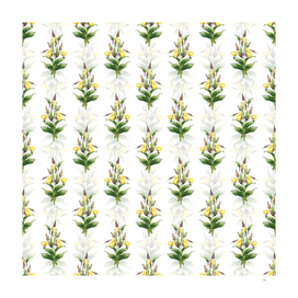 Vintage Sabot des Alpes Botanical Pattern on White