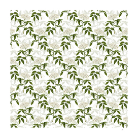 Elderberry Flowering Plant Pattern on White