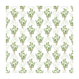 Vintage Cape Myrtle Botanical Pattern on White