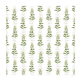 Vintage Green Cestrum Botanical Pattern on White