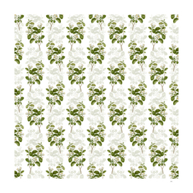 Vintage Snowdrop Bush Botanical Pattern on White