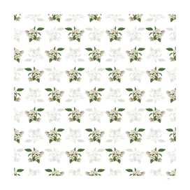 Vintage Crabapple Botanical Pattern on White
