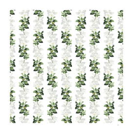 Vintage Gardenia Botanical Pattern on White