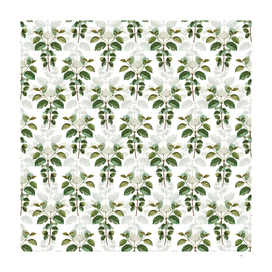 Vintage Common Dogwood Botanical Pattern on White