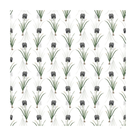 Vintage Mourning Iris Botanical Pattern on White
