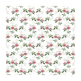 Vintage Hudson Rosehip Botanical Pattern on White