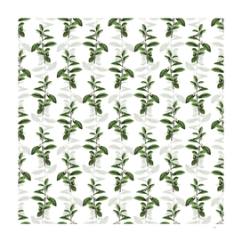 Vintage Tea Tree Botanical Pattern on White