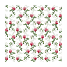 Vintage Seven Sisters Roses Pattern on White