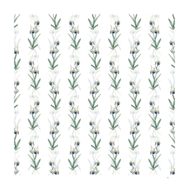 Vintage Elder Scented Iris Pattern on White