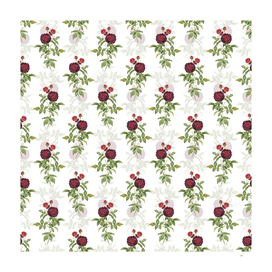 Vintage One Hundred Leaved Rose Pattern on White