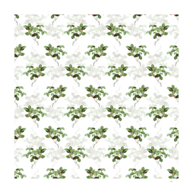 American Wintergreen Plant Pattern on White