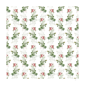 Celery Leaved Cabbage Rose Pattern on White