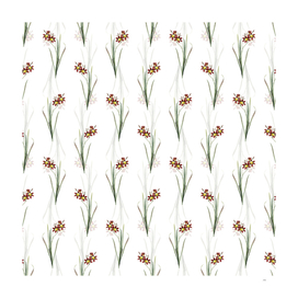 Vintage Ixia Tricolor Botanical Pattern on White