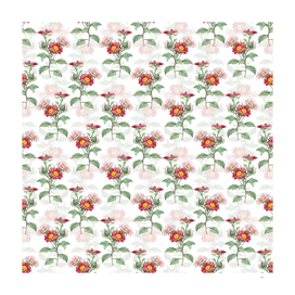 Vintage Red Aster Flowers Pattern on White