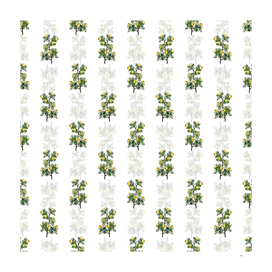Vintage Tansy Leaved Hawthorn Pattern on White