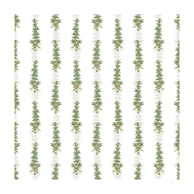 Vintage Rosemary Botanical Pattern on White
