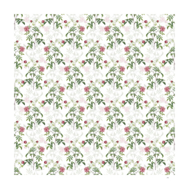 Vintage Cinnamon Rose Botanical Pattern on White