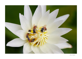 Close-up of bee on white lotus flower