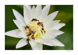 Close-up of Bee on white lotus flower