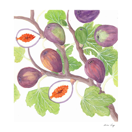 Fig branches in watercolor